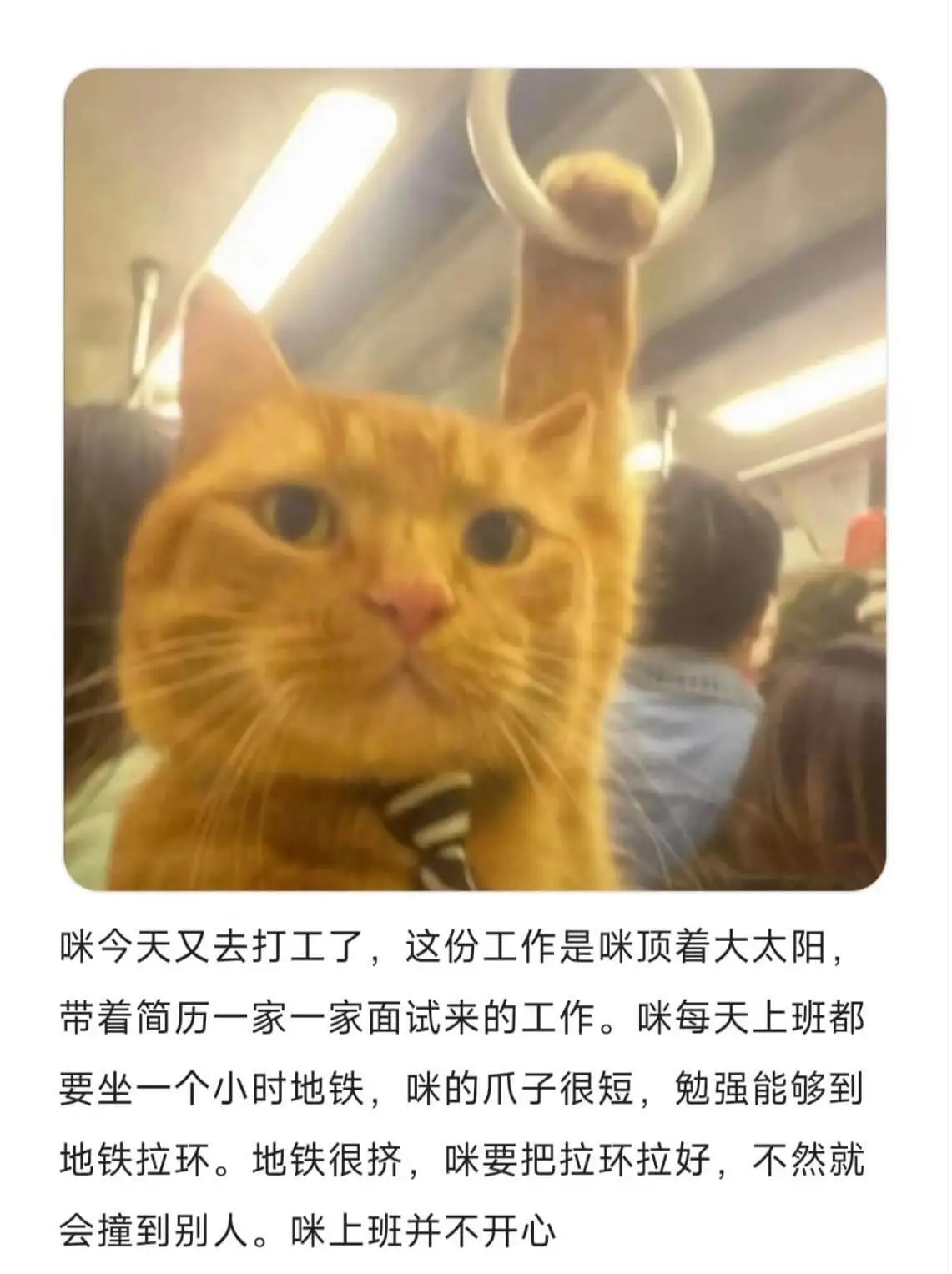 咪今天又去打工了，这份工作是咪顶着大太阳，带着简历一家一家面