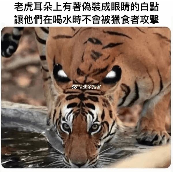 老虎耳朵上有著装成眼睛的白點誠他們在喝水時不會被瘤食者攻擎@
