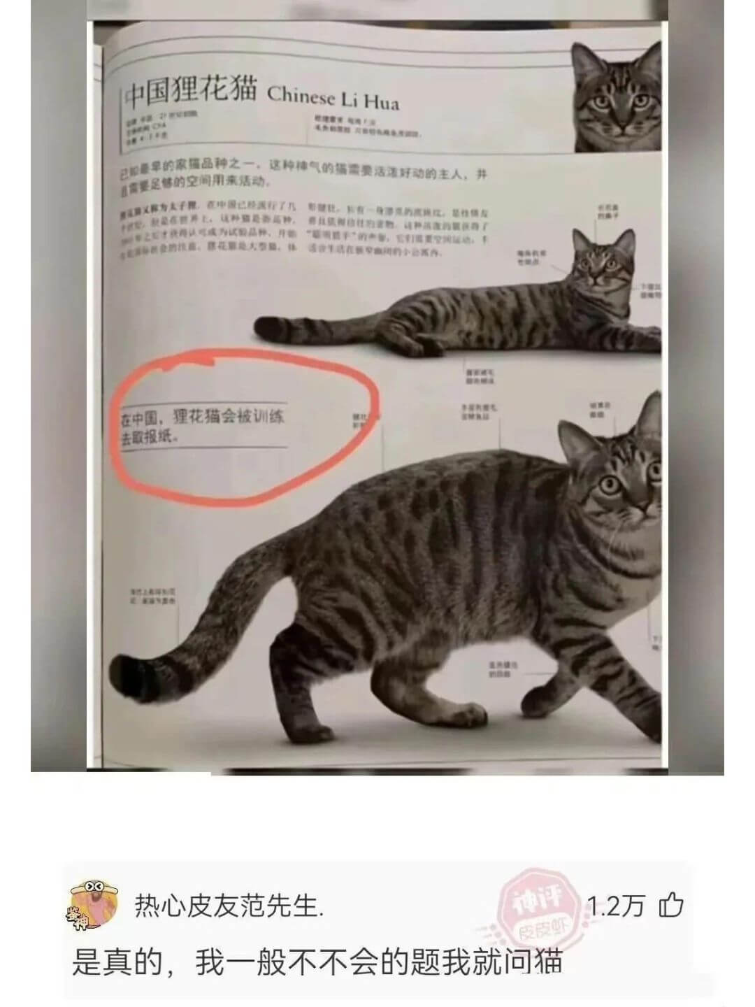 中国狸花猫ChineseLiHua在中国，狸花猫会被训练EM