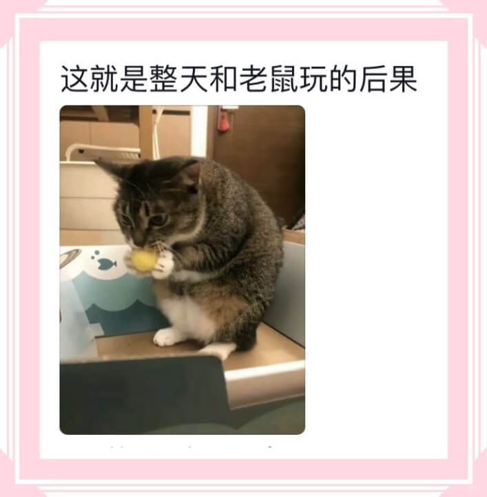 这就是整天和老鼠玩的后果