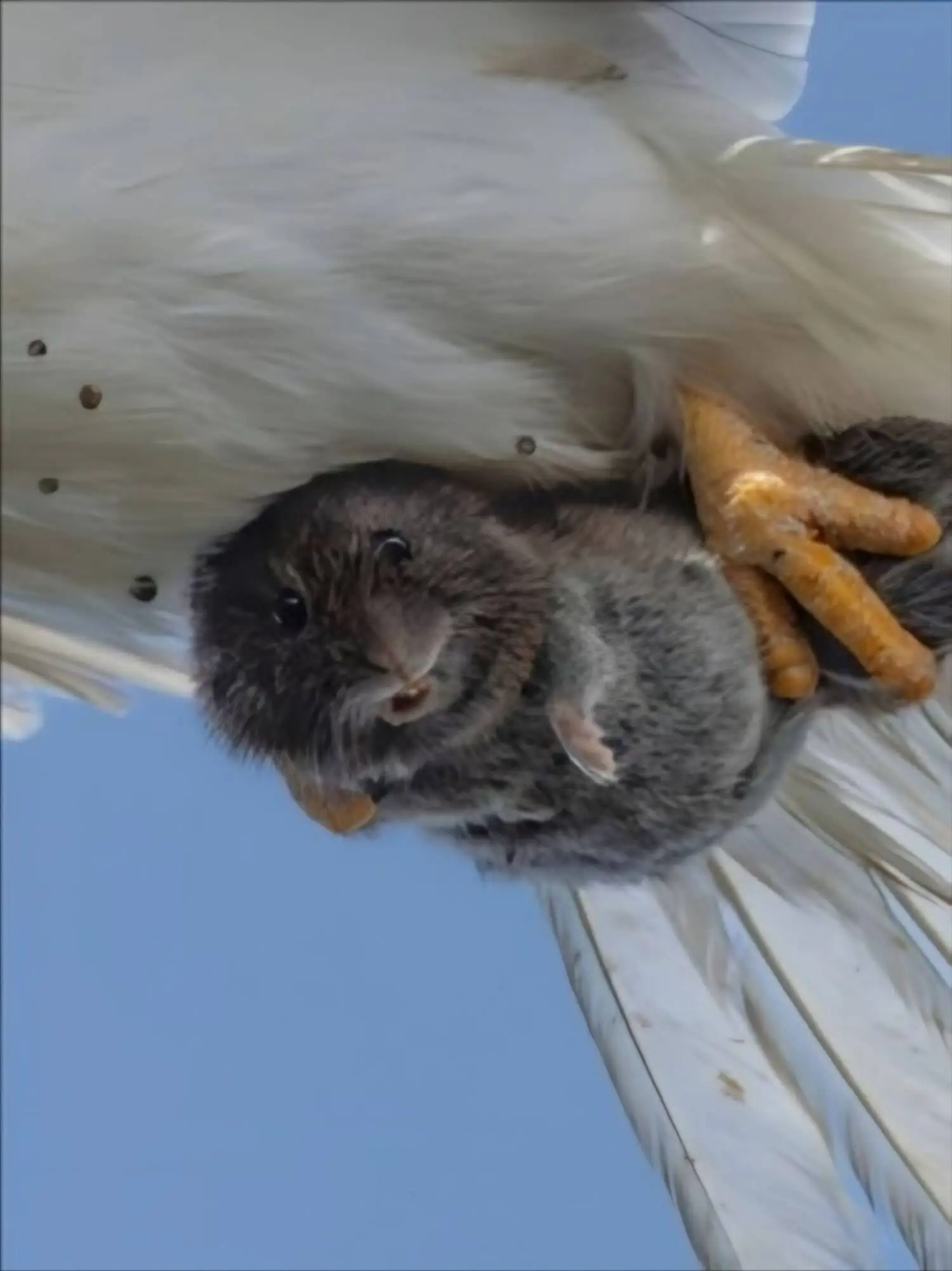 🐦：妈，今晚不用等我吃饭了。