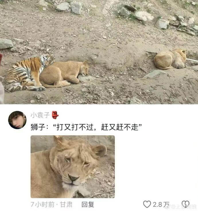 小袁子狮子：“打又打不过，赶又赶不走。”7小时前：甘肃回复0