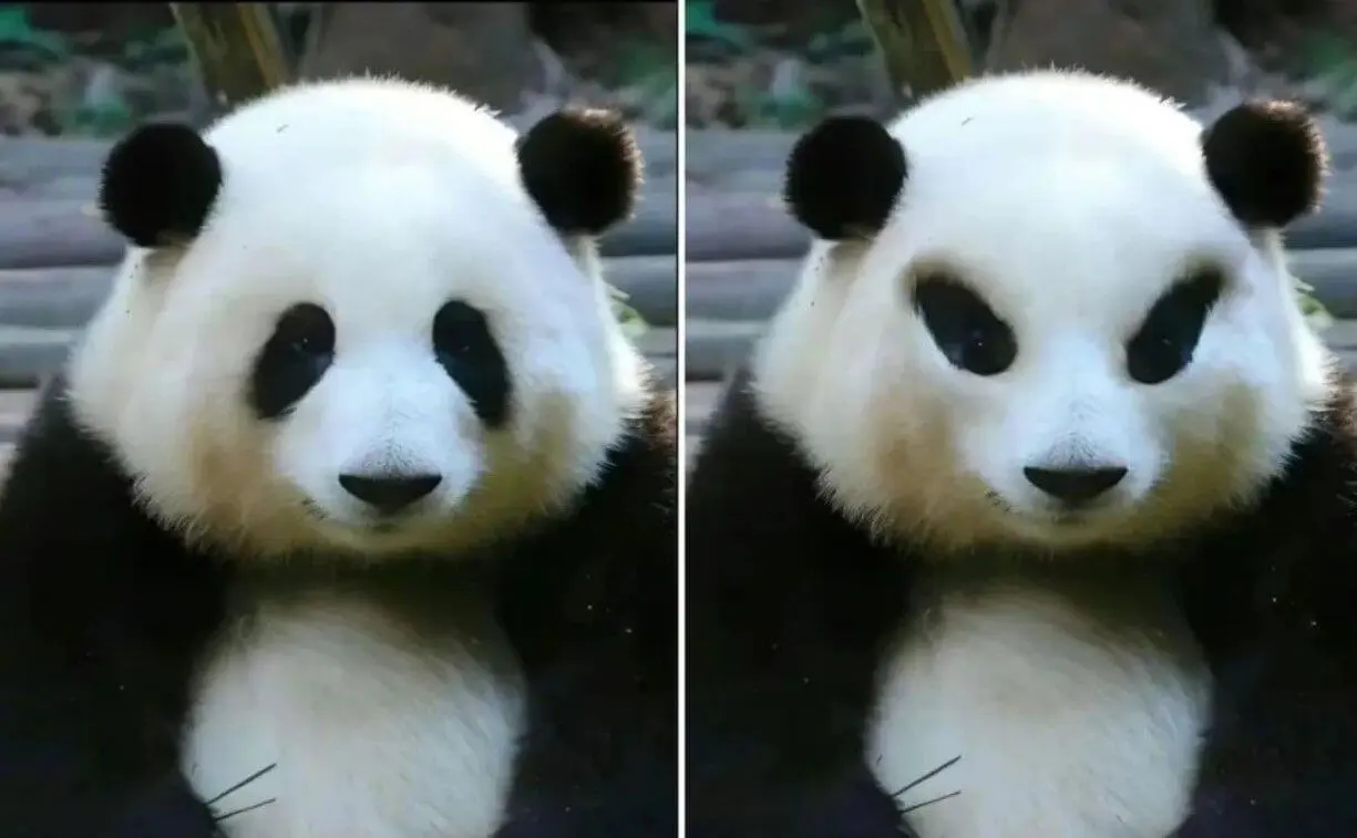 🤣🤣🤣如果大熊猫的黑眼圈反着长