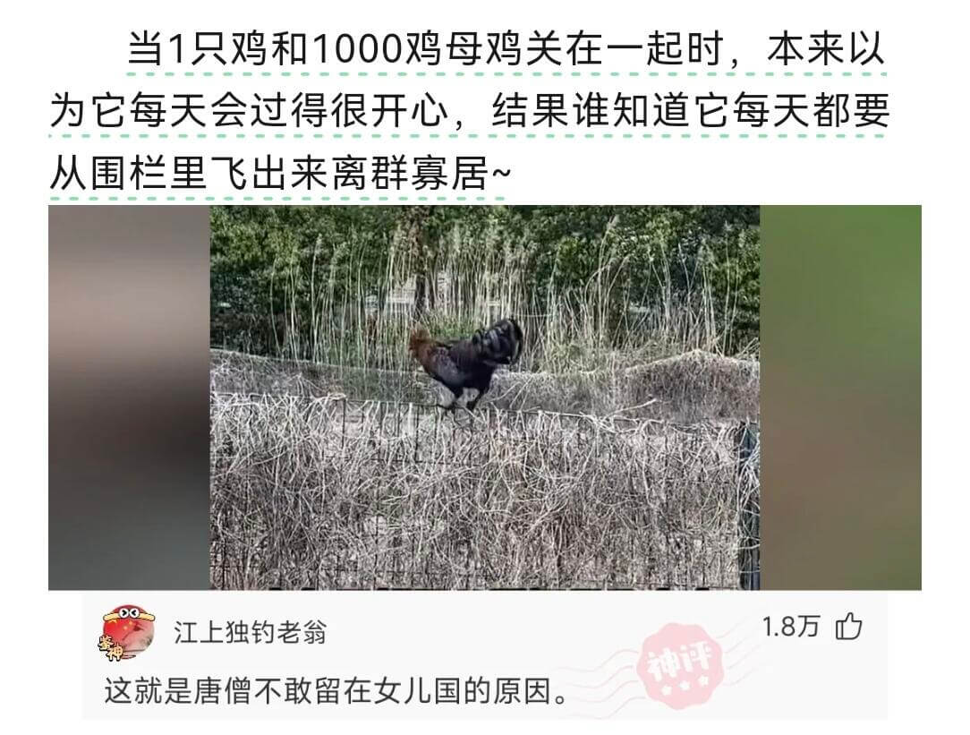 当1只公鸡和1000只母鸡关在一起时，本来以为它每天会过得很