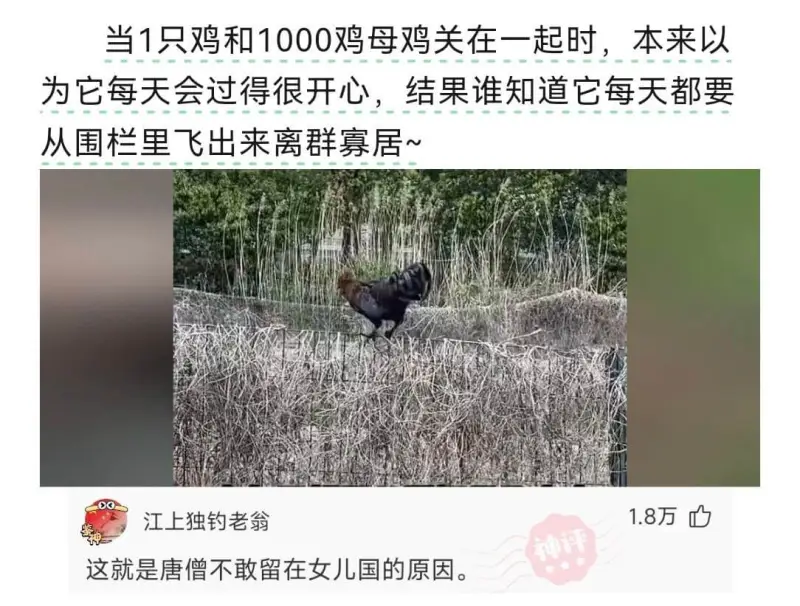 当1只公鸡和1000只母鸡关在一起时，本来以为它每天会过得很