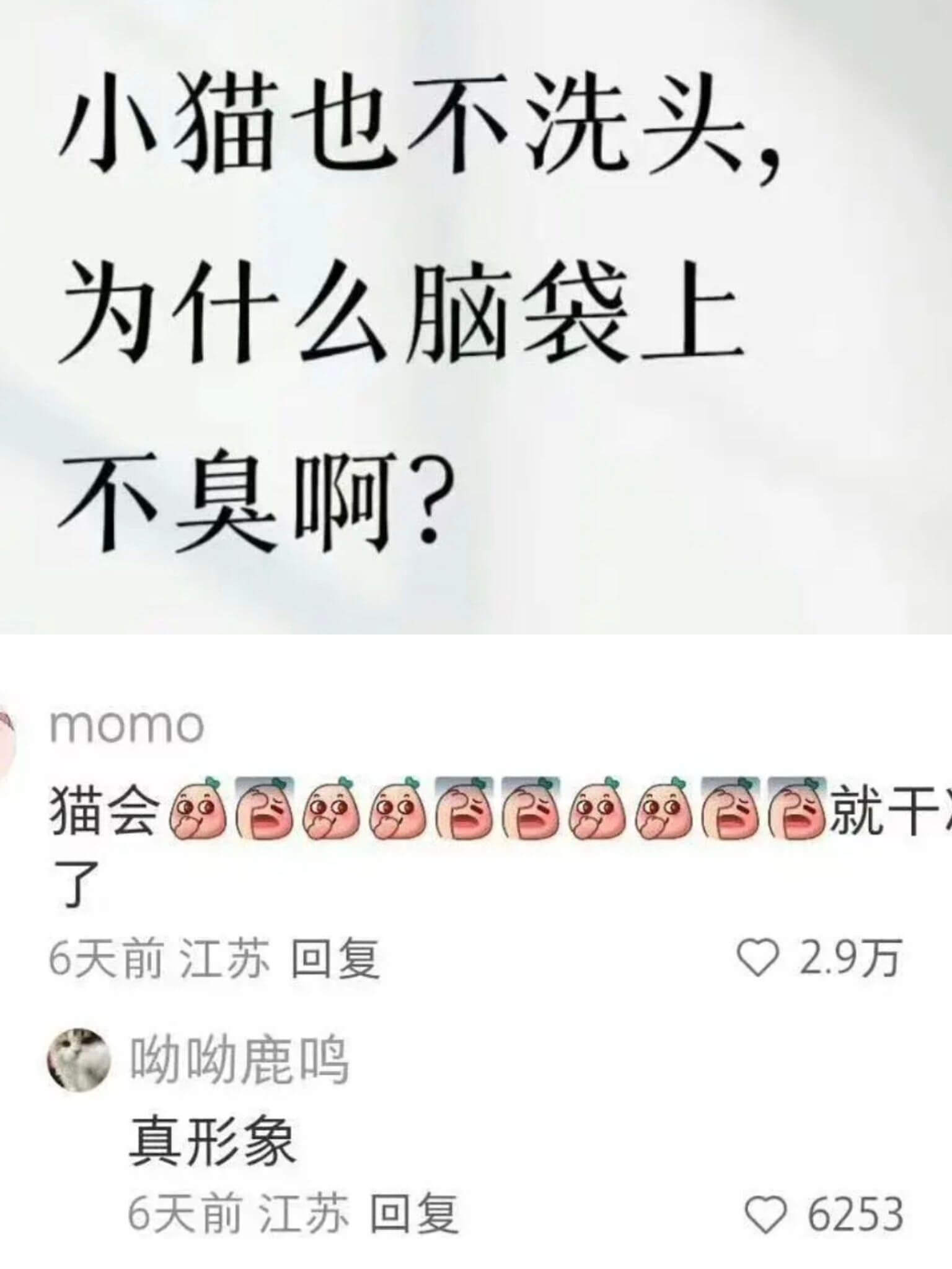 小猫也不洗头，为什么脑袋上不臭啊？momo猫会BB就干了。6