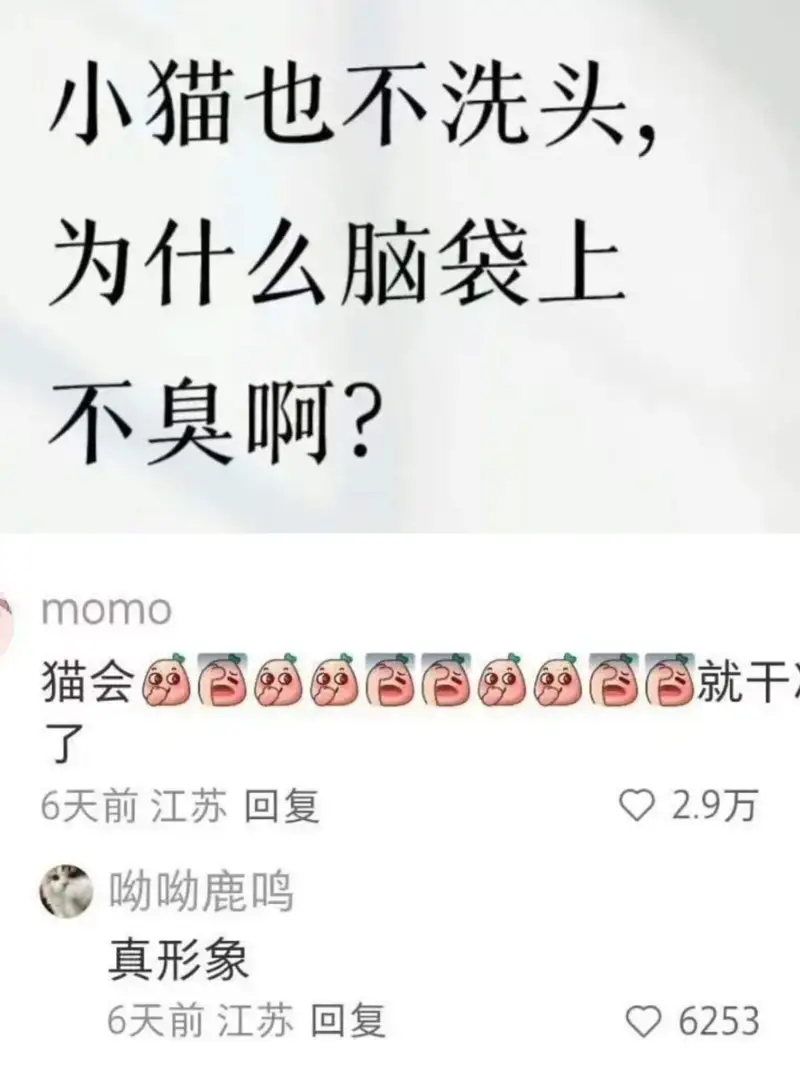 小猫也不洗头，为什么脑袋上不臭啊？momo猫会BB就干了。6