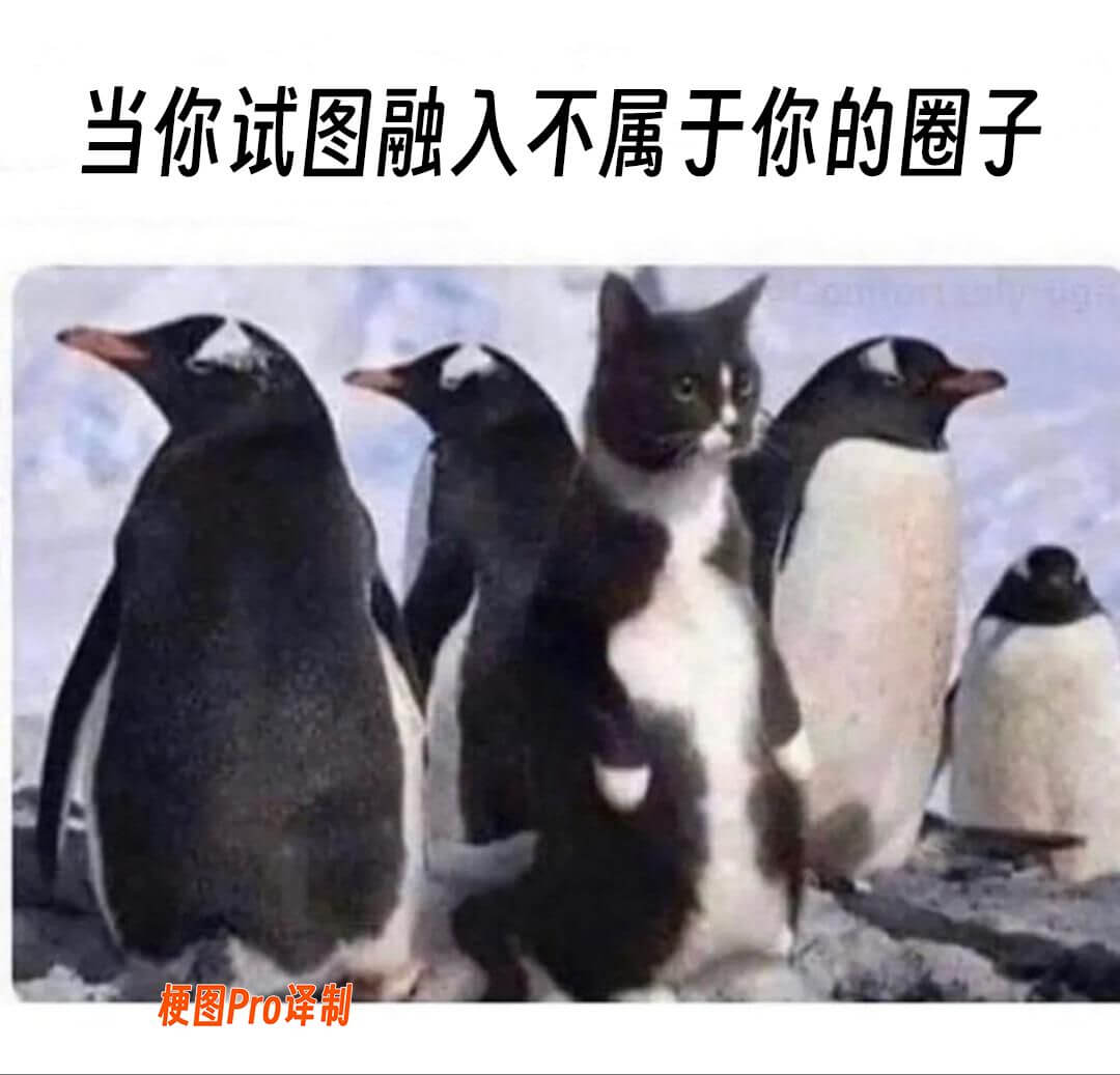 当你试图融入不属于你的圈子，梗图Pro译制