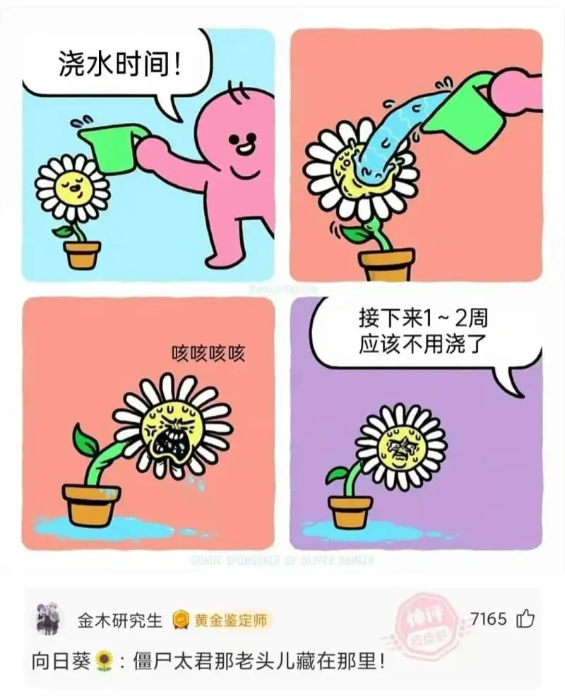 浇水时间!咳咳咳咳接下来1~2周应该不用浇了金木研究生黄金鉴