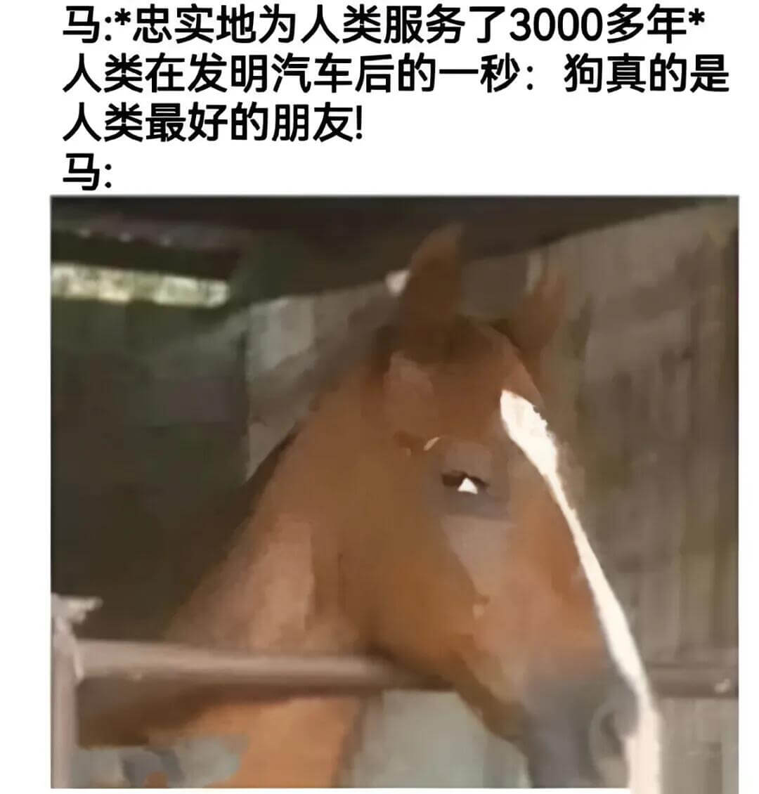 马：*忠实地为人类服务了3000多年*人类在发明汽车后的一秒