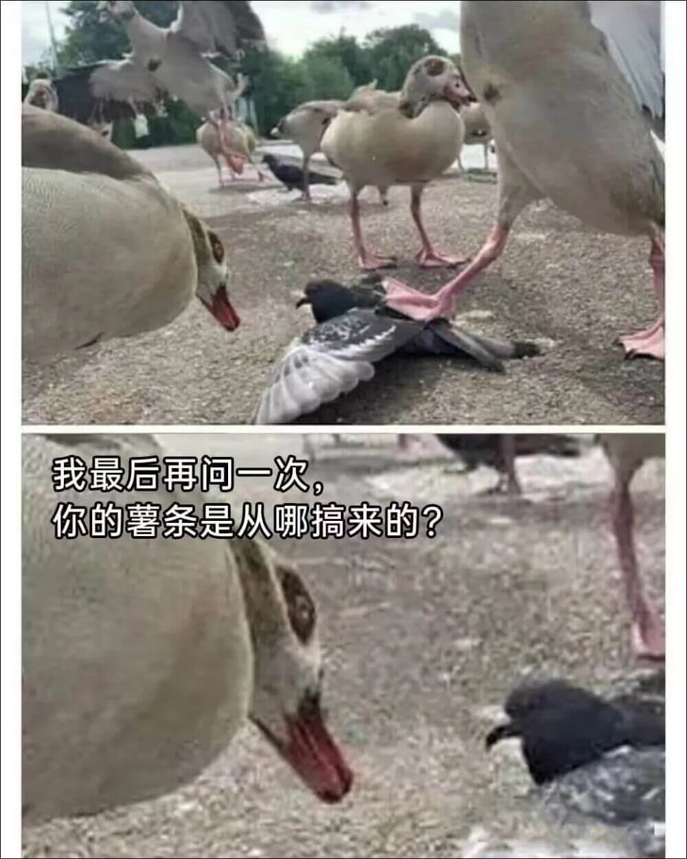 我最后再问一次，你的薯条是从哪搞来的？