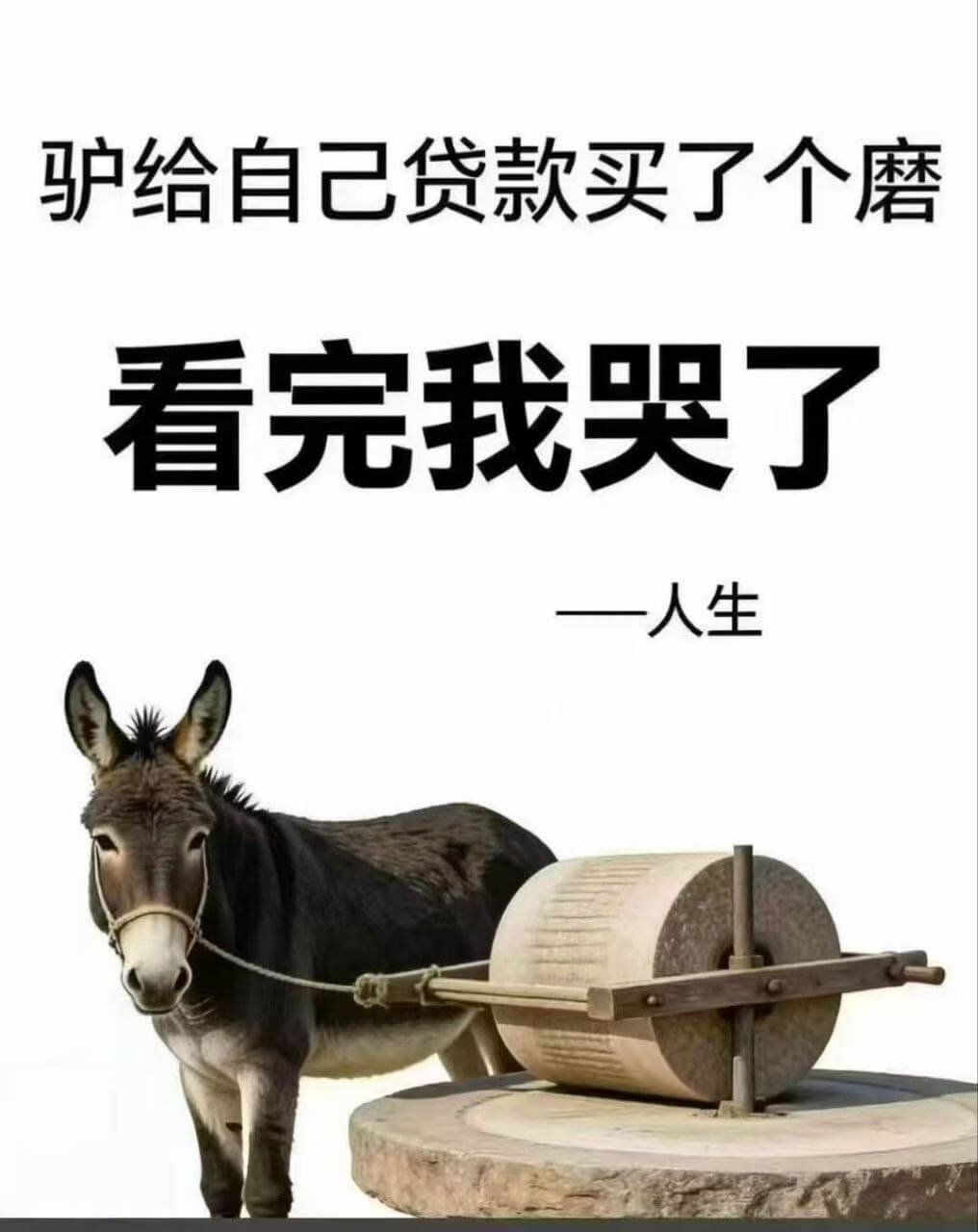 驴给自己贷款买了个磨，看完我哭了。一人生。