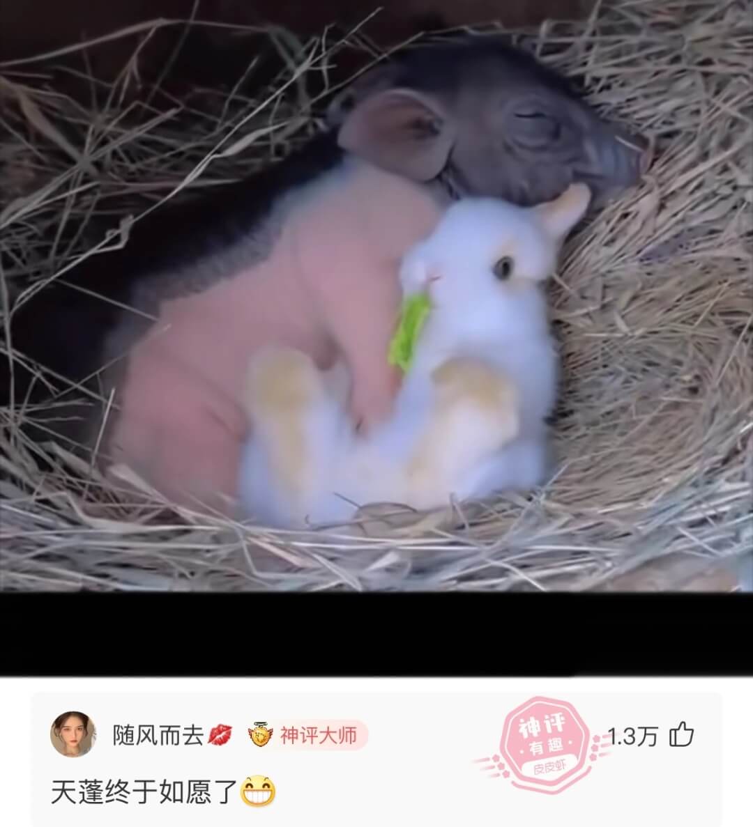 随风而去神评大师天蓬终于如愿了.3万