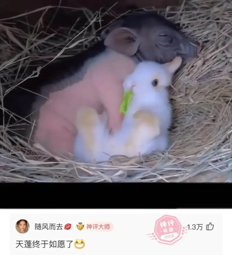 随风而去神评大师天蓬终于如愿了.3万