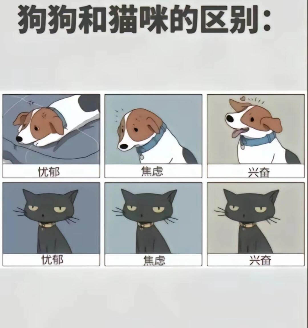 狗狗和猫咪的区别：优郁焦虑兴奋优焦虑兴奋