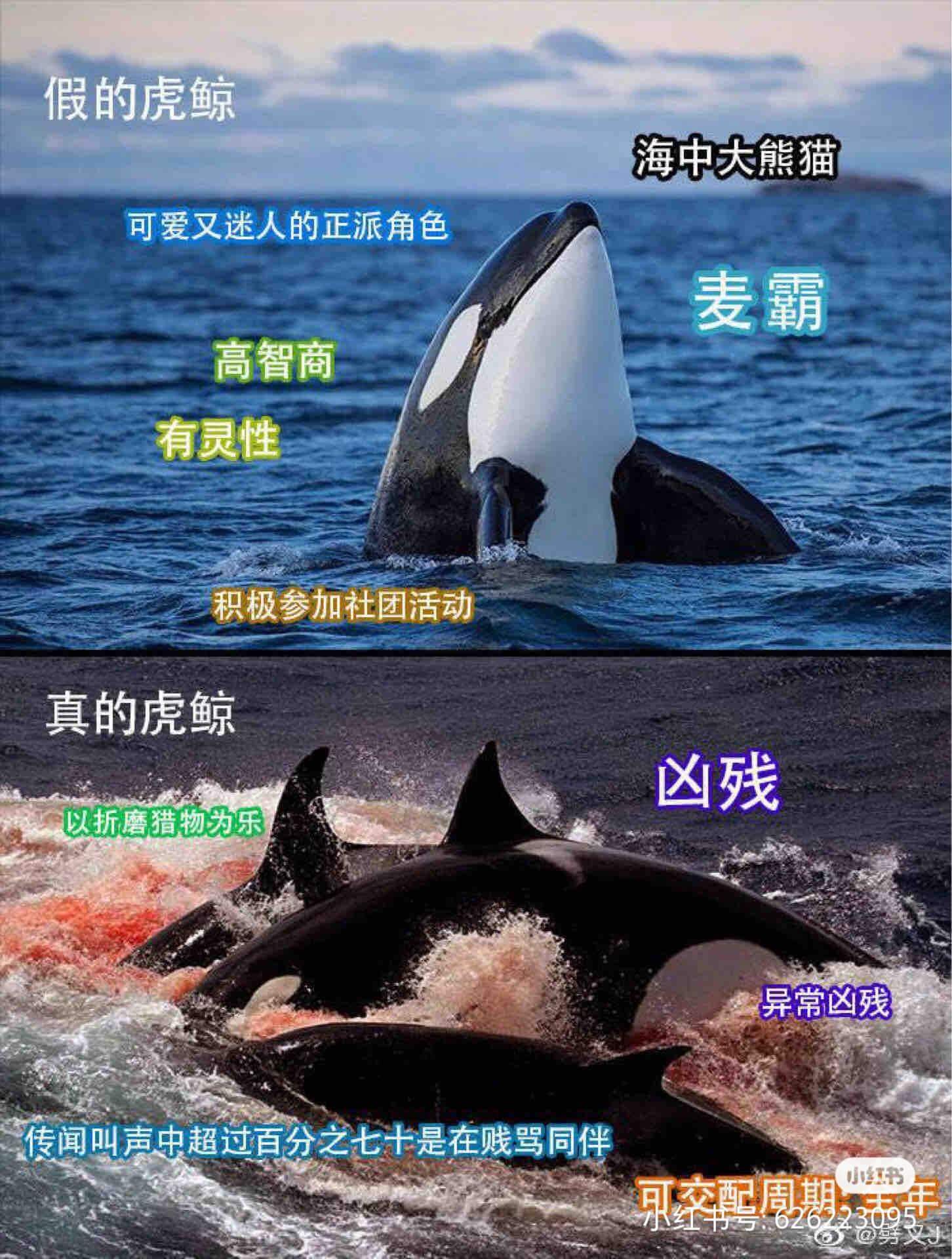 假的虎鲸海中大熊猫可爱又迷人的正派角色麦霸高智商有灵性积极参