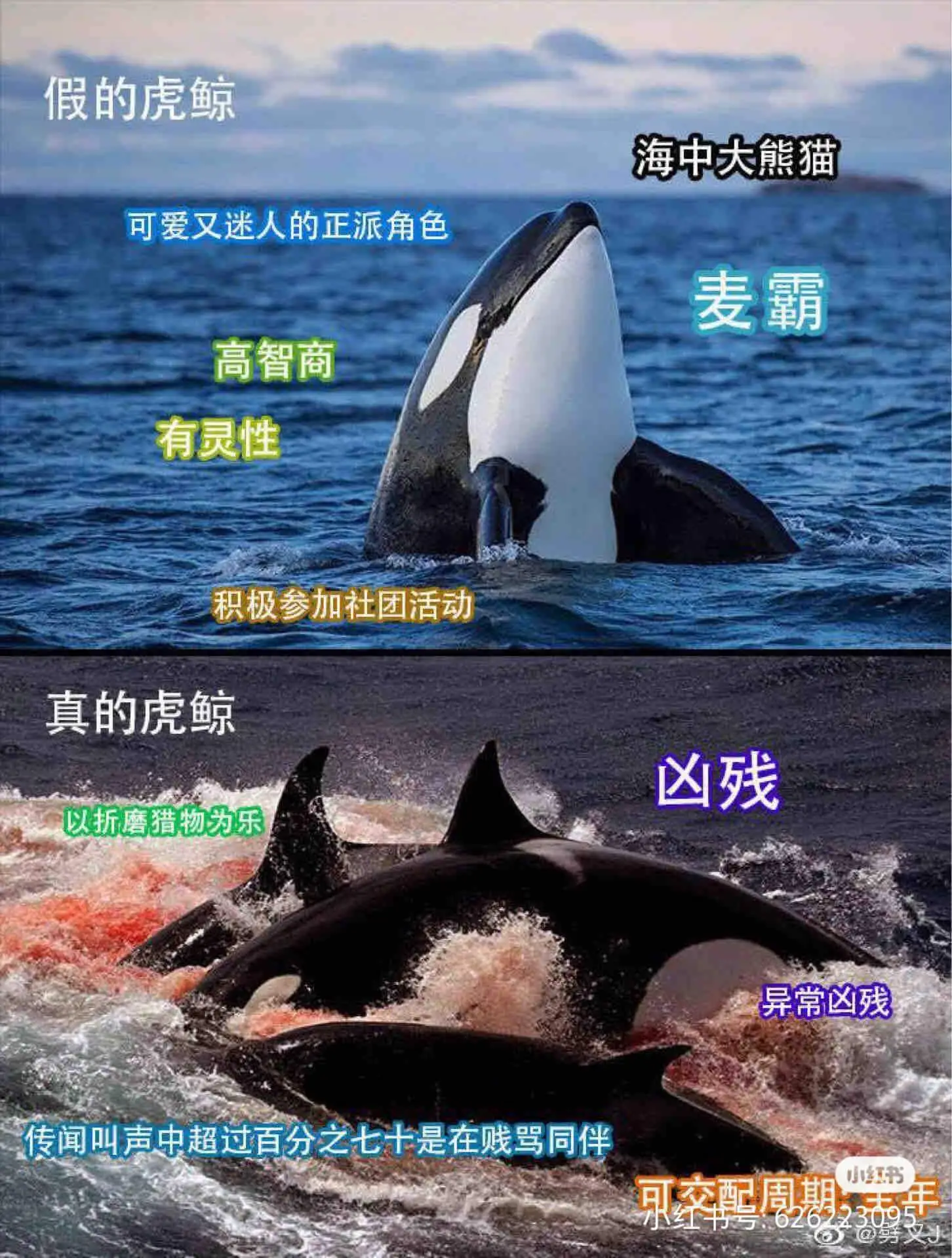 假的虎鲸海中大熊猫可爱又迷人的正派角色麦霸高智商有灵性积极参