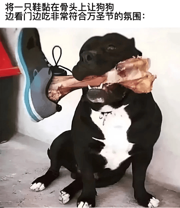 将一只鞋黏在骨头上，让狗狗边看门边吃，非常符合万圣节的氛围：