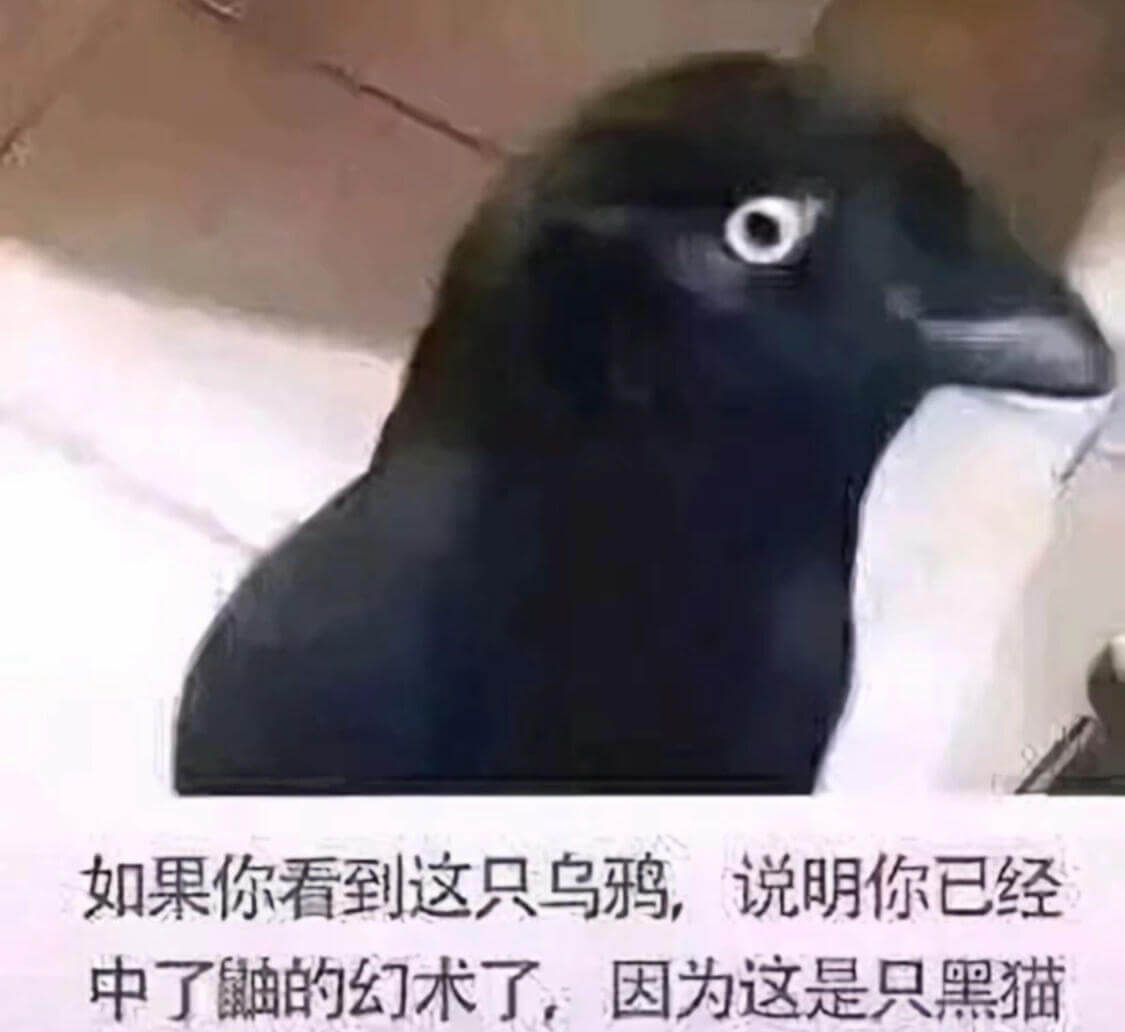 如果你看到这只乌鸦，说明你已经中了鼬的幻术了，因为这是只黑猫