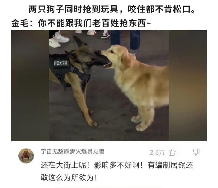两只狗子同时抢到玩具，咬住都不肯松口。金毛:你不能跟我们老百