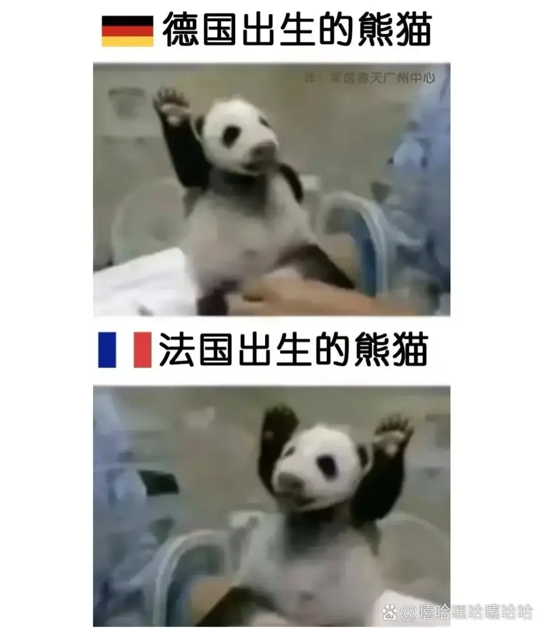德国出生的熊猫菜园春天广州中心法国出生的熊猫@喜哈嘿哈嘻哈哈