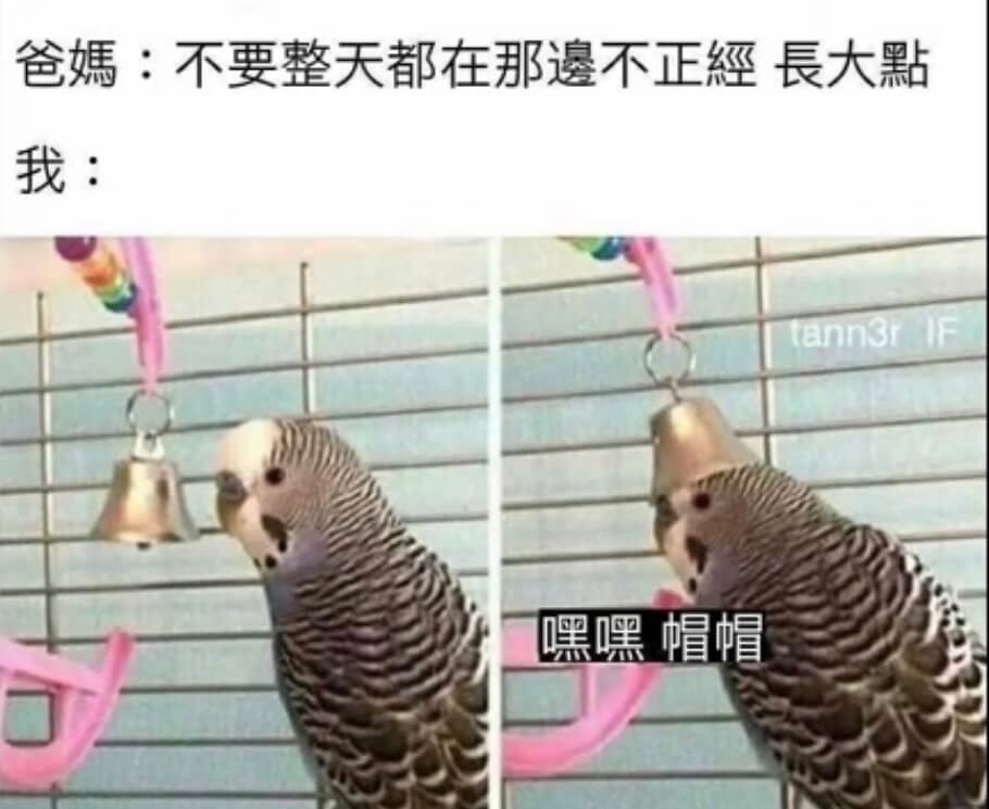 爸媽：不要整天都在那不正經，長大點我：tann3rF嘿嘿帽帽