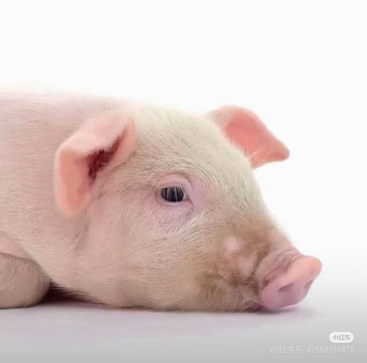 小红书小红书号：42958516478