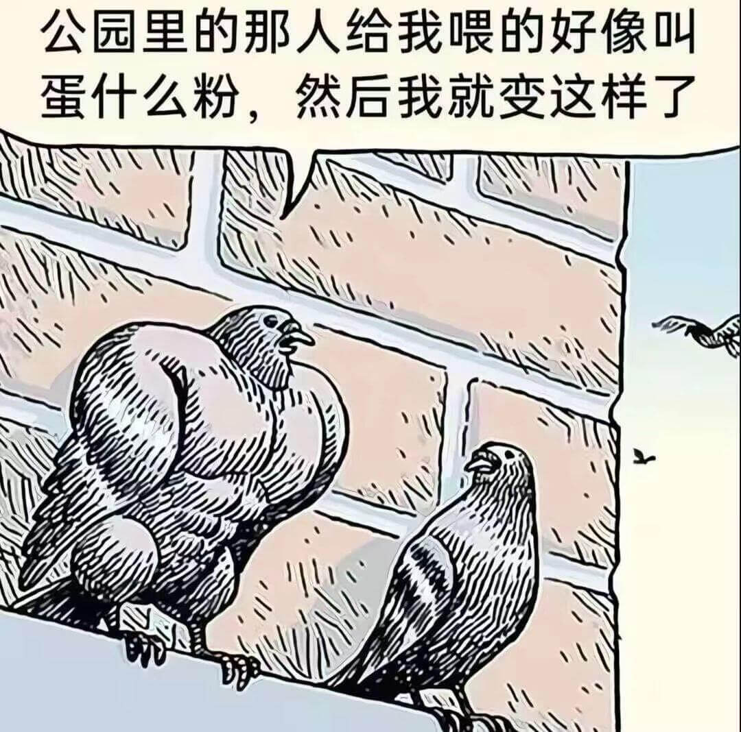 公园里的那人给我喂的好像叫蛋什么粉，然后我就变这样了