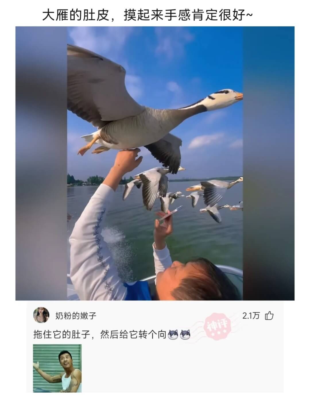 大雁的肚皮，摸起来手感肯定很好~奶粉的嫩子。2.1万拖住它的