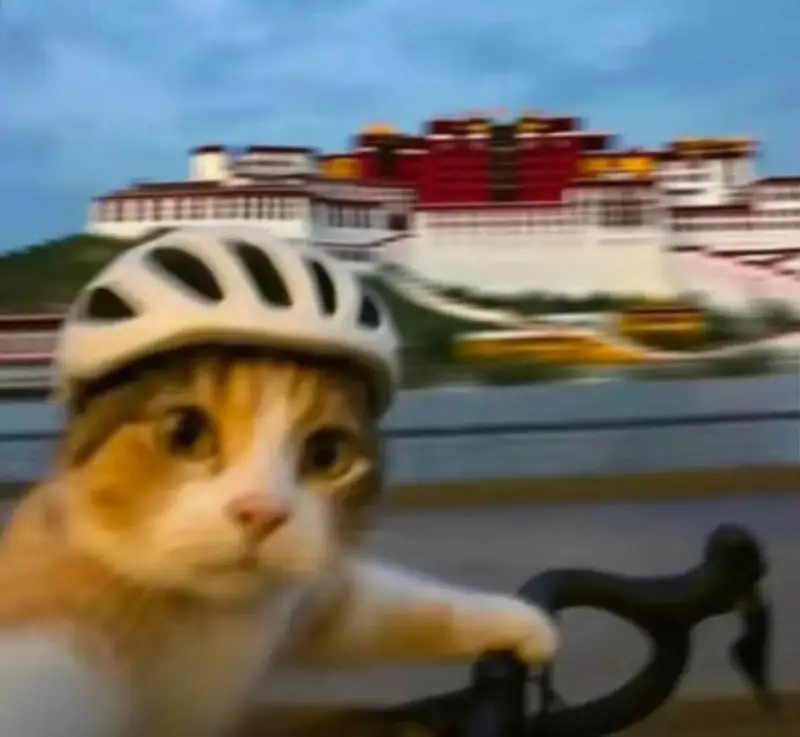 梗图