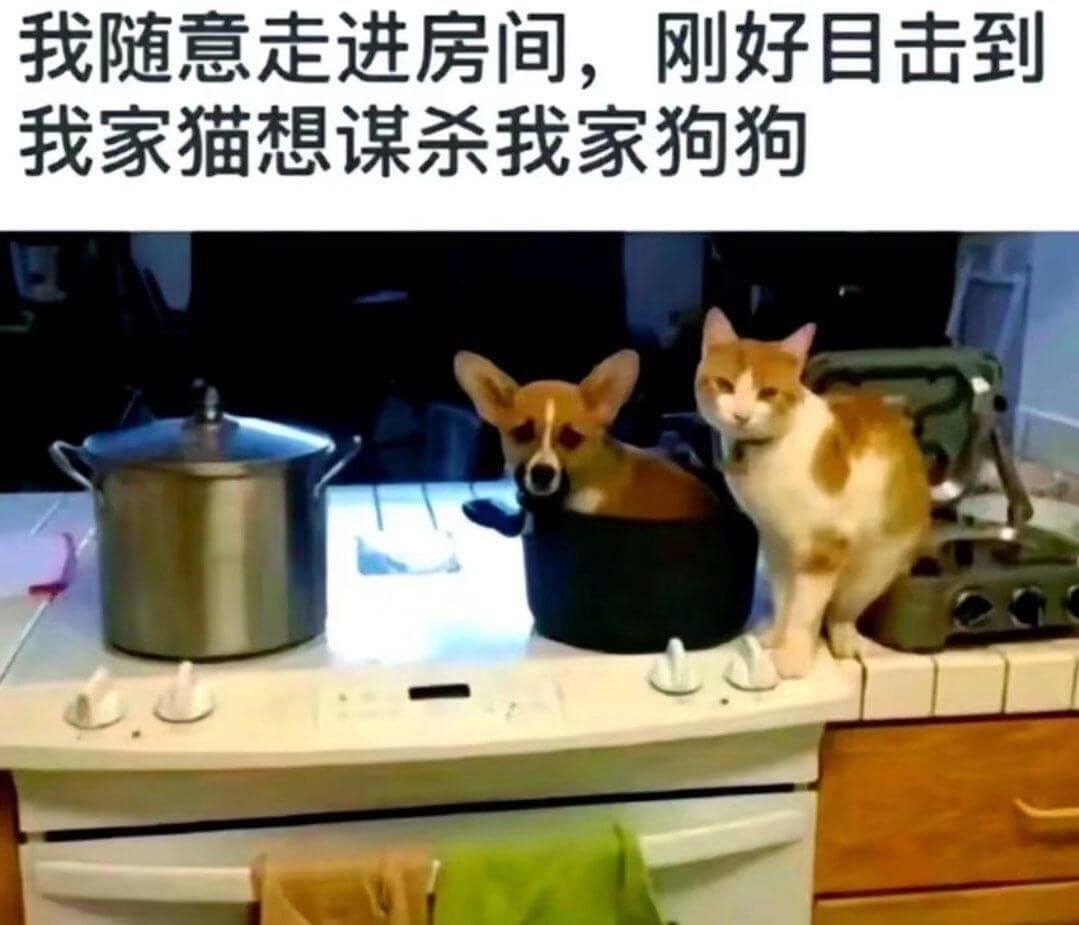 我随意走进房间，刚好自击到我家猫想谋杀我家狗狗