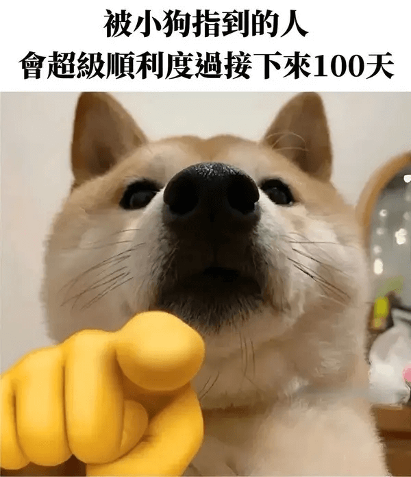 被小狗指到的人會超级顺利度过接下来100天