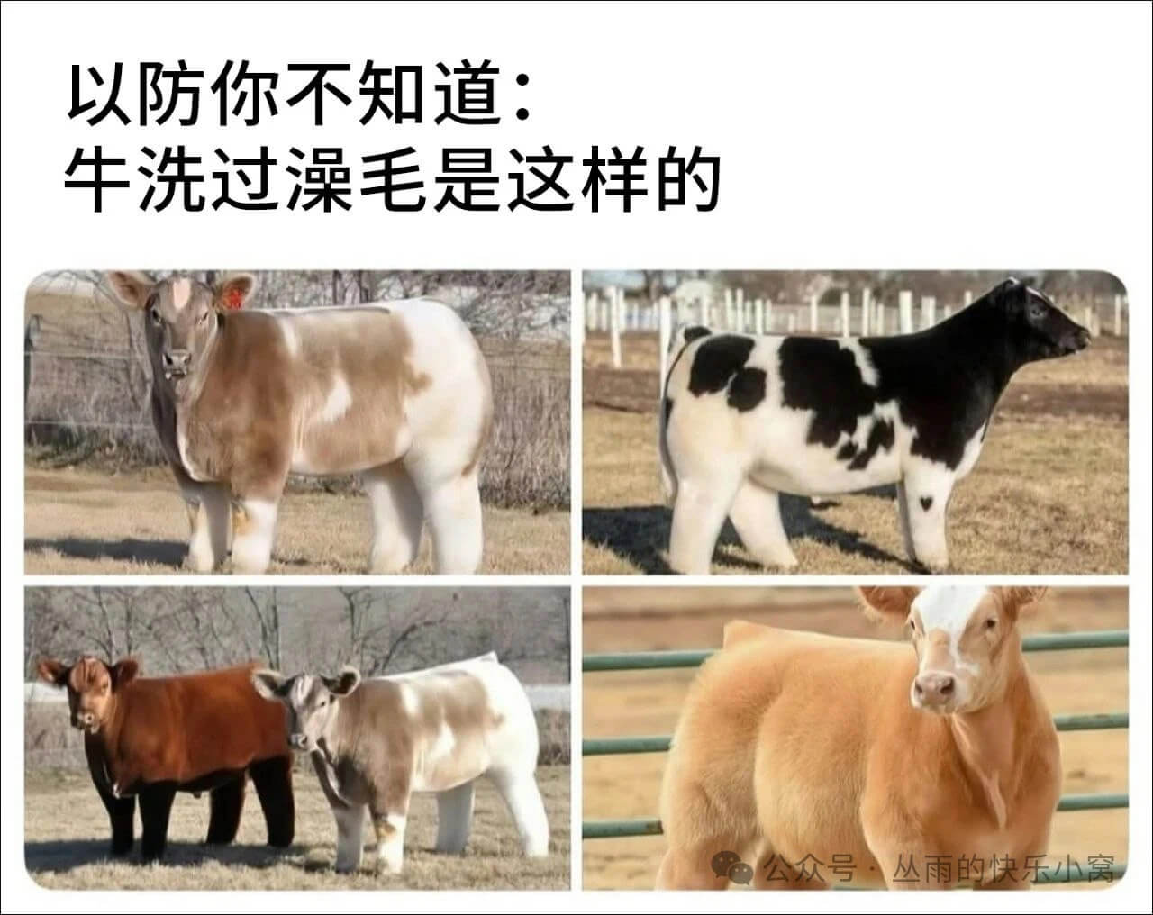 以防你不知道：生洗过澡毛是这样的公众号：丛雨的快乐小窝