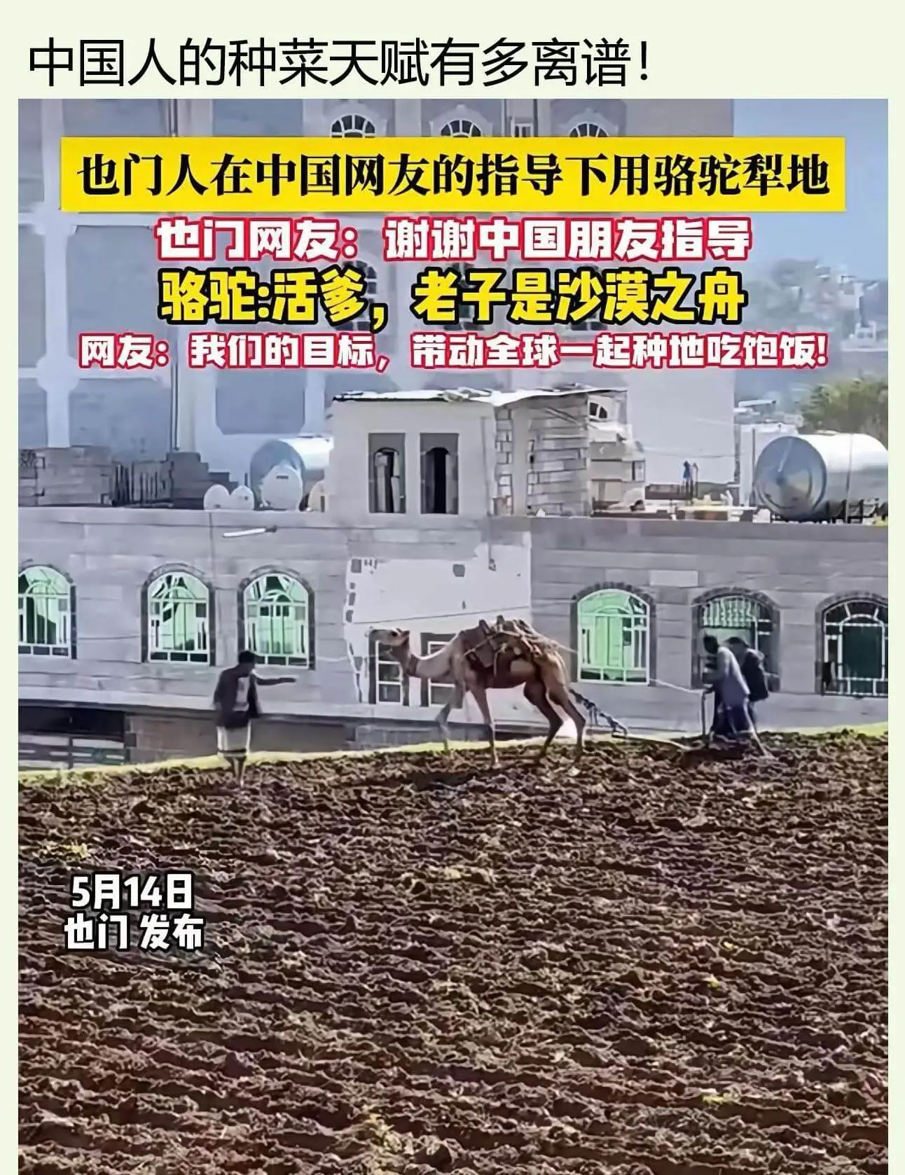 中国人的种菜天赋有多离谱！也门人在中国网友的指导下用骆驼犁地