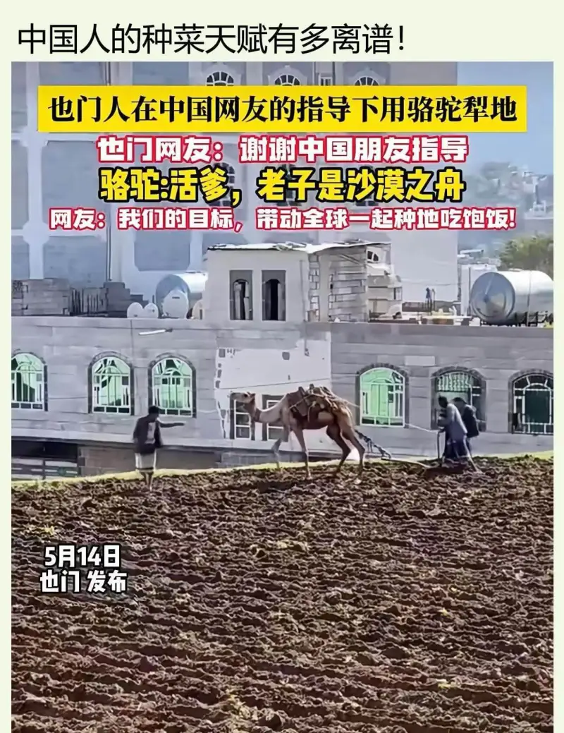 中国人的种菜天赋有多离谱！也门人在中国网友的指导下用骆驼犁地
