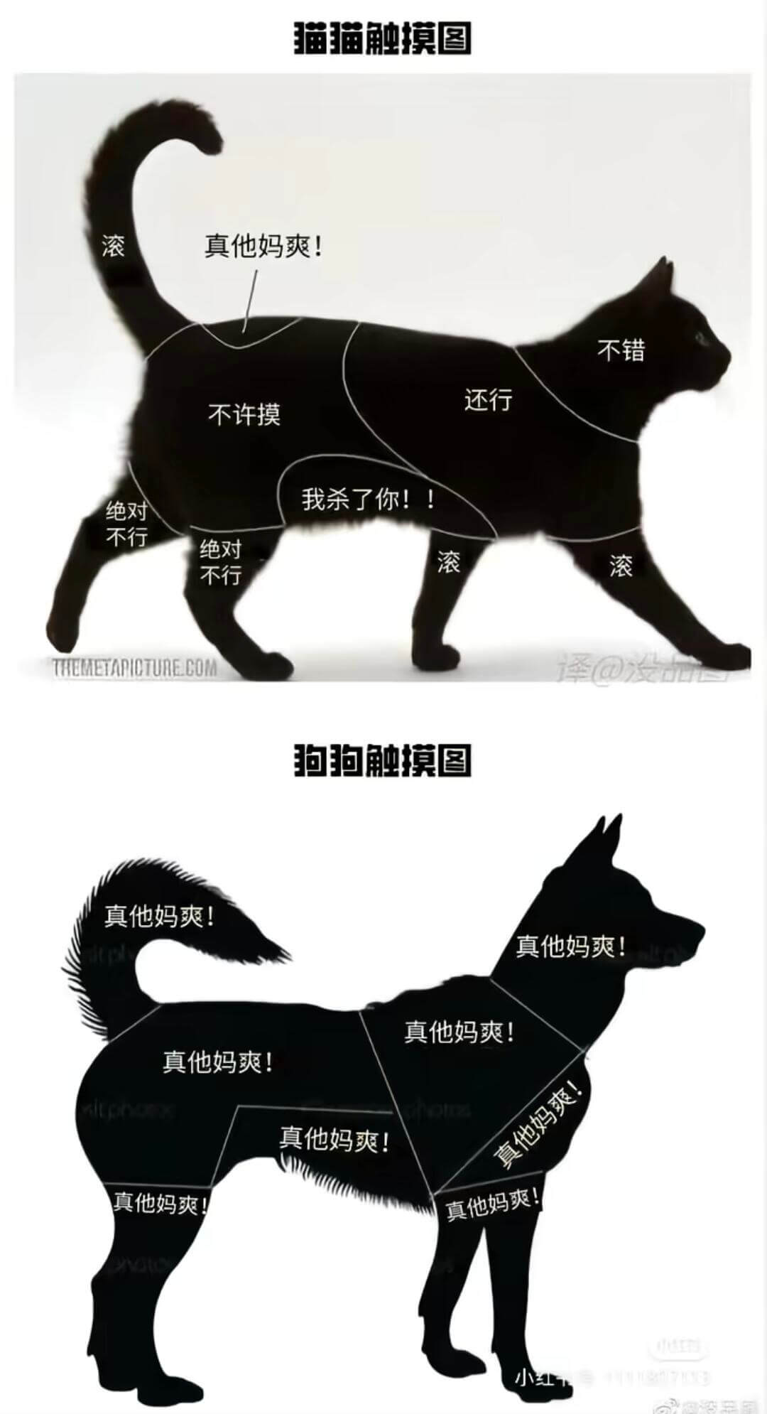 猫猫触摸图滚真他妈爽！不错还行不许摸我杀了你！绝对！不行绝对