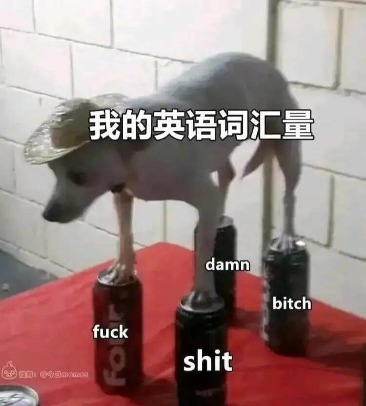 我的英语词汇量：damn、bitch、fuck、shit
