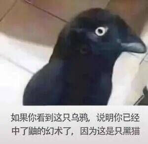 如果你看到这只乌鸦，说明你已经中了鼬的幻术了，因为这是只黑猫