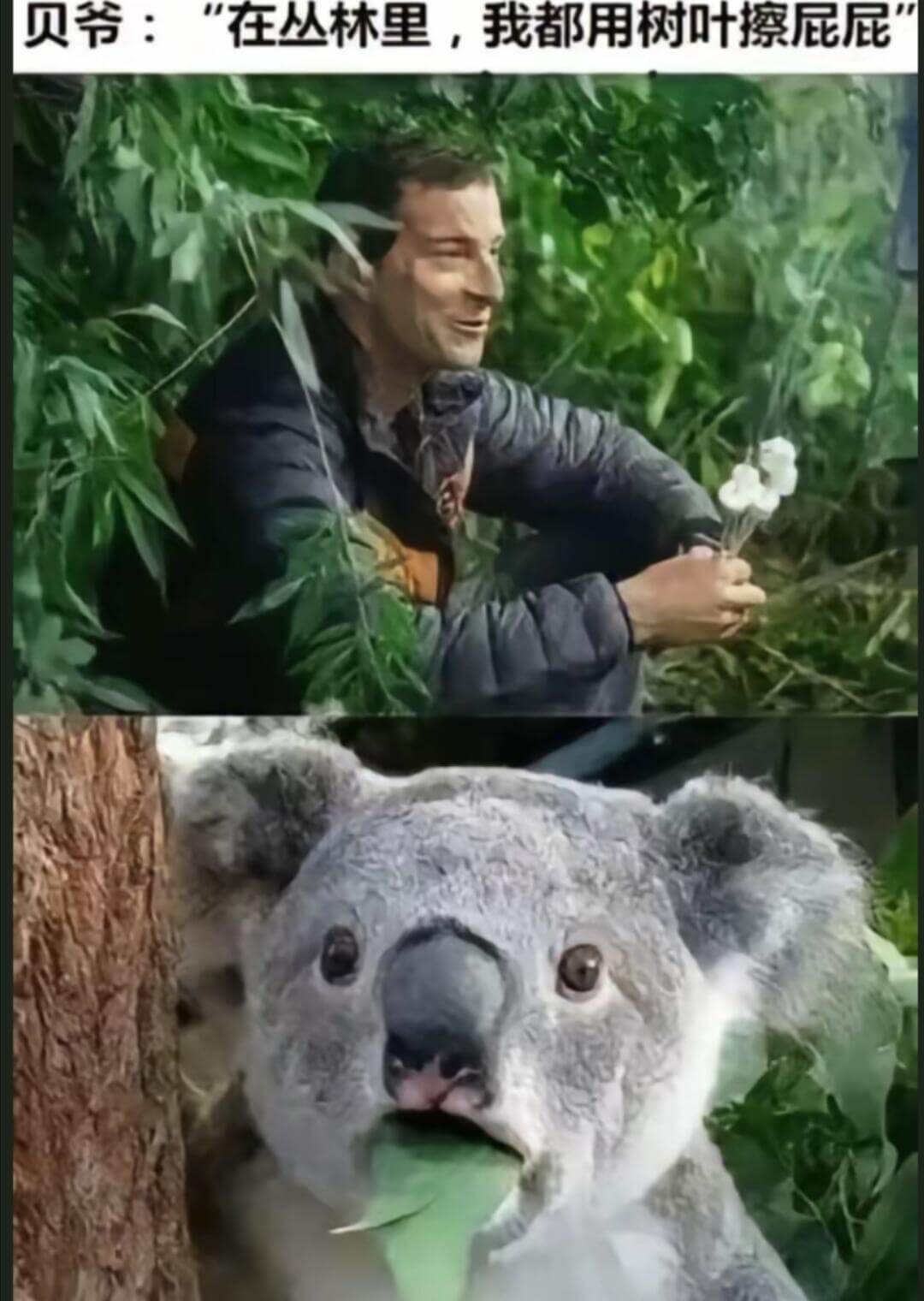 贝爷：“在丛林里，我都用树叶擦屁屁