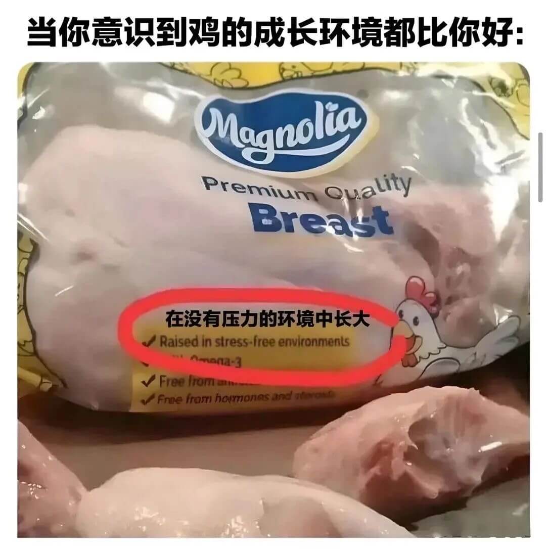 当你意识到鸡的成长环境都比你好：PremiumQuality