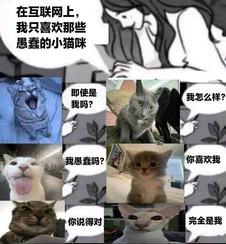 在互联网上我只喜欢那些愚蠢的小猫咪即使是我怎么样？我吗？我愚