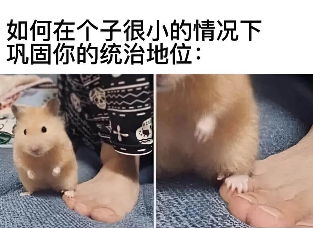 如何在个子很小的情况下巩固你的统治地位：
