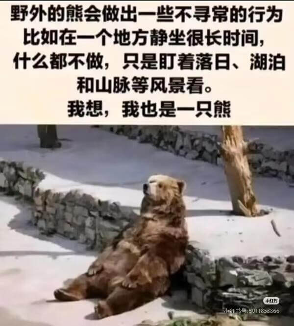 野外的熊会做出一些不寻常的行为，比如在一个地方静坐很长时间，