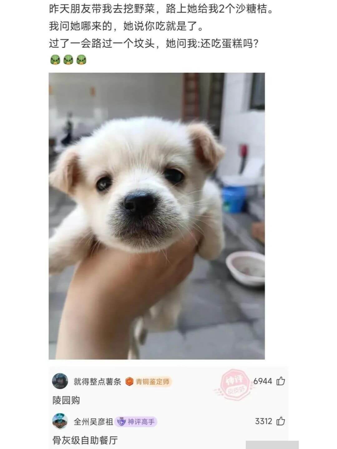 昨天朋友带我去挖野菜，路上她给我2个沙糖桔。我问她哪来的，她