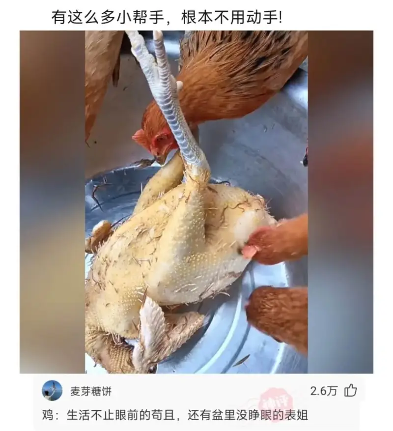 有这么多小帮手，根本不用动手!麦芽糖饼2.6万鸡:生活不止眼