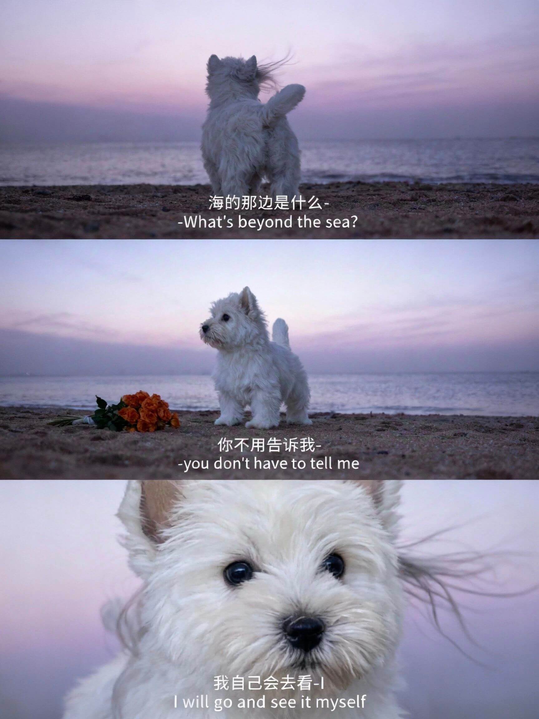 海的那边是什么-Whatsbeyondthesea?你不用告