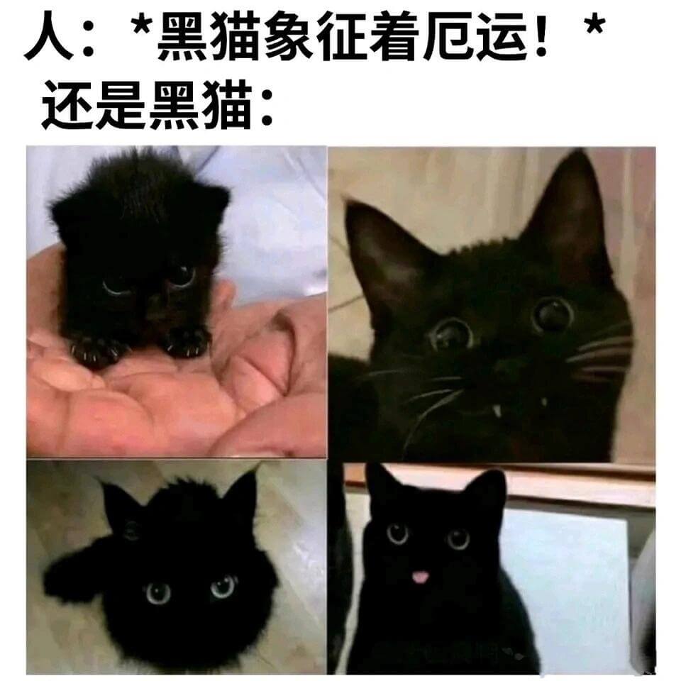 人：“黑猫象征着厄运！”还是黑猫：