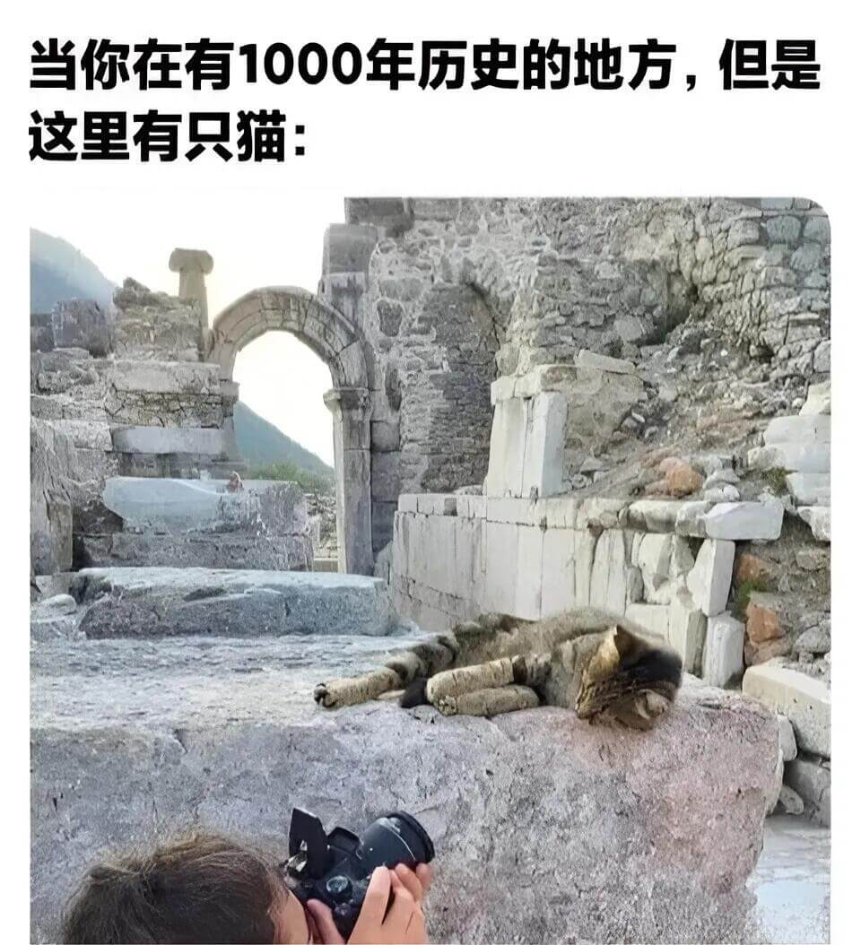 当你在有1000年历史的地方，但是这里有只猫：