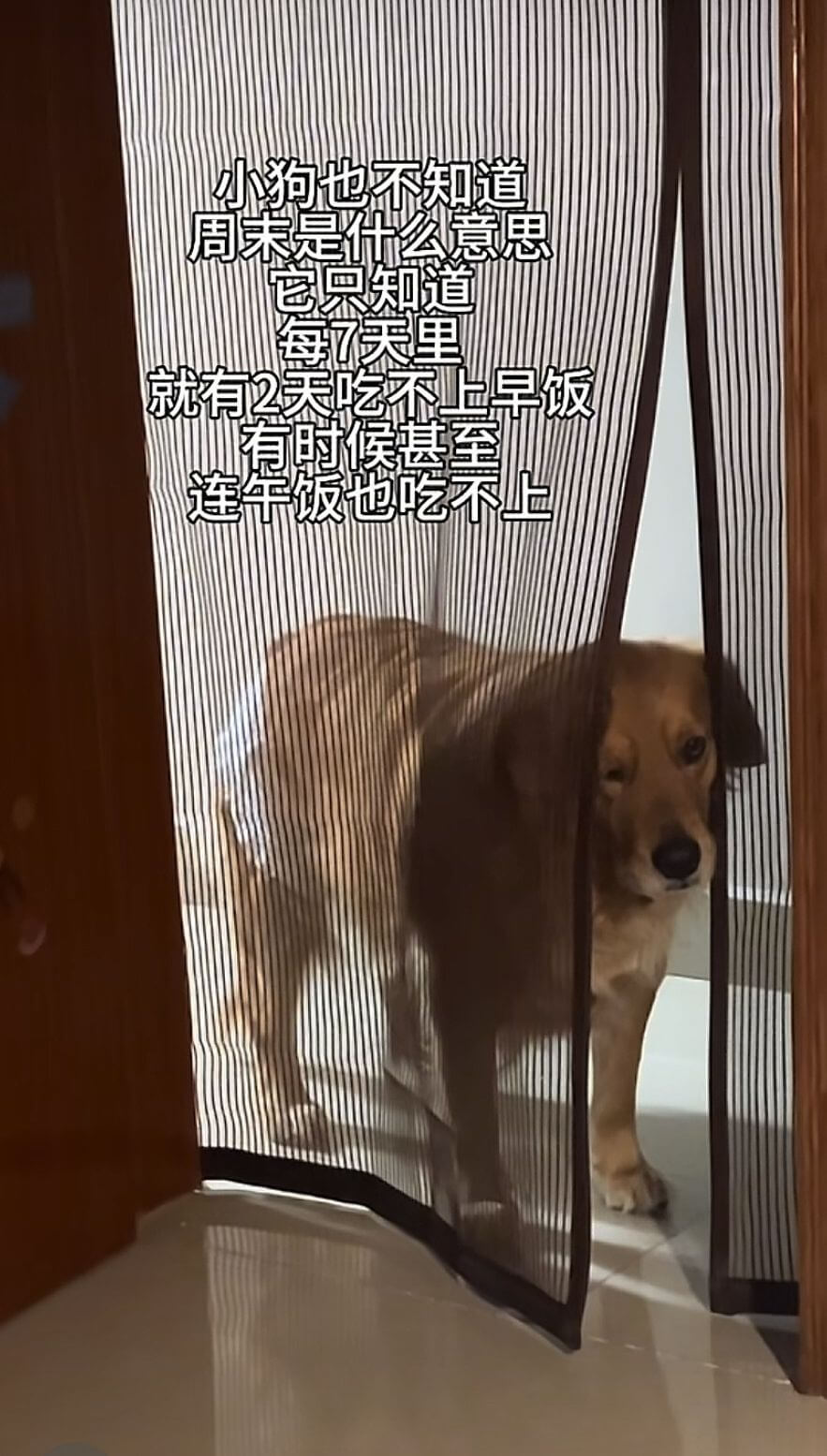 小狗也不知道周末是什么意思它京知道每7天里就有2天吃不上早饭