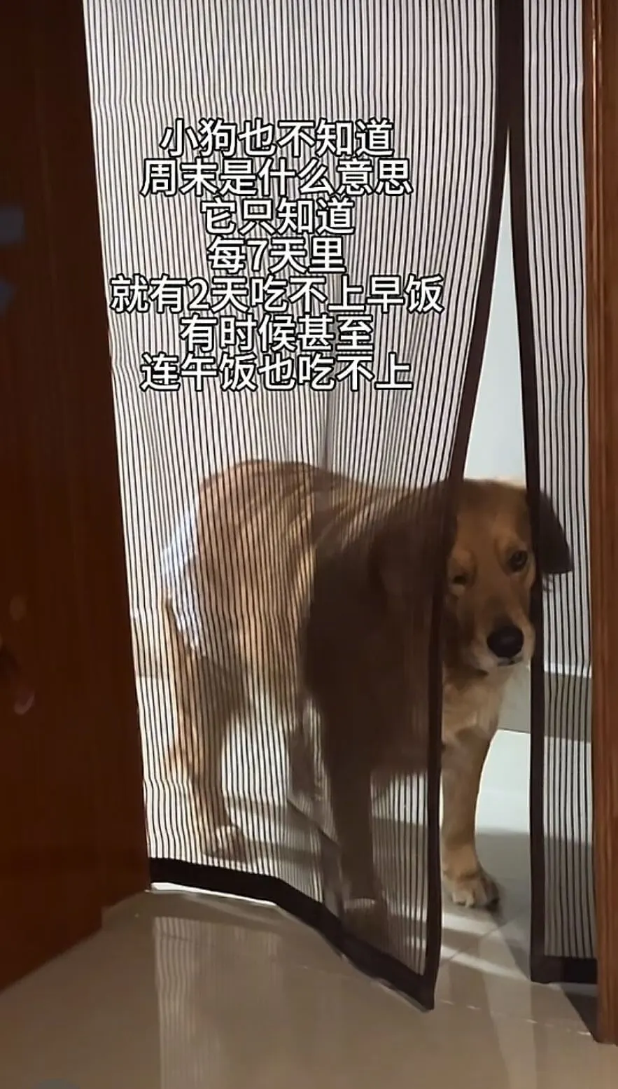 小狗也不知道周末是什么意思它京知道每7天里就有2天吃不上早饭